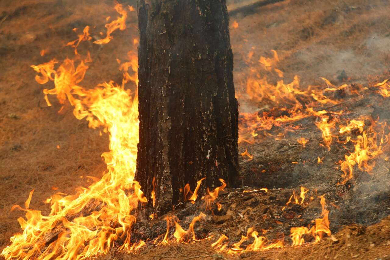 Muğla ve Aydın’da 2025’te 429 Yangın! 3 Bin 800 Dönüm Alan Kül Oldu 3